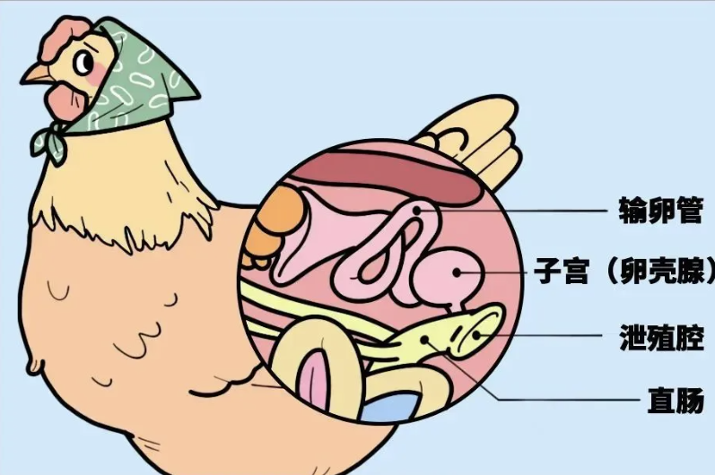 冲上热搜！鸡蛋储存前，到底要清洗吗？